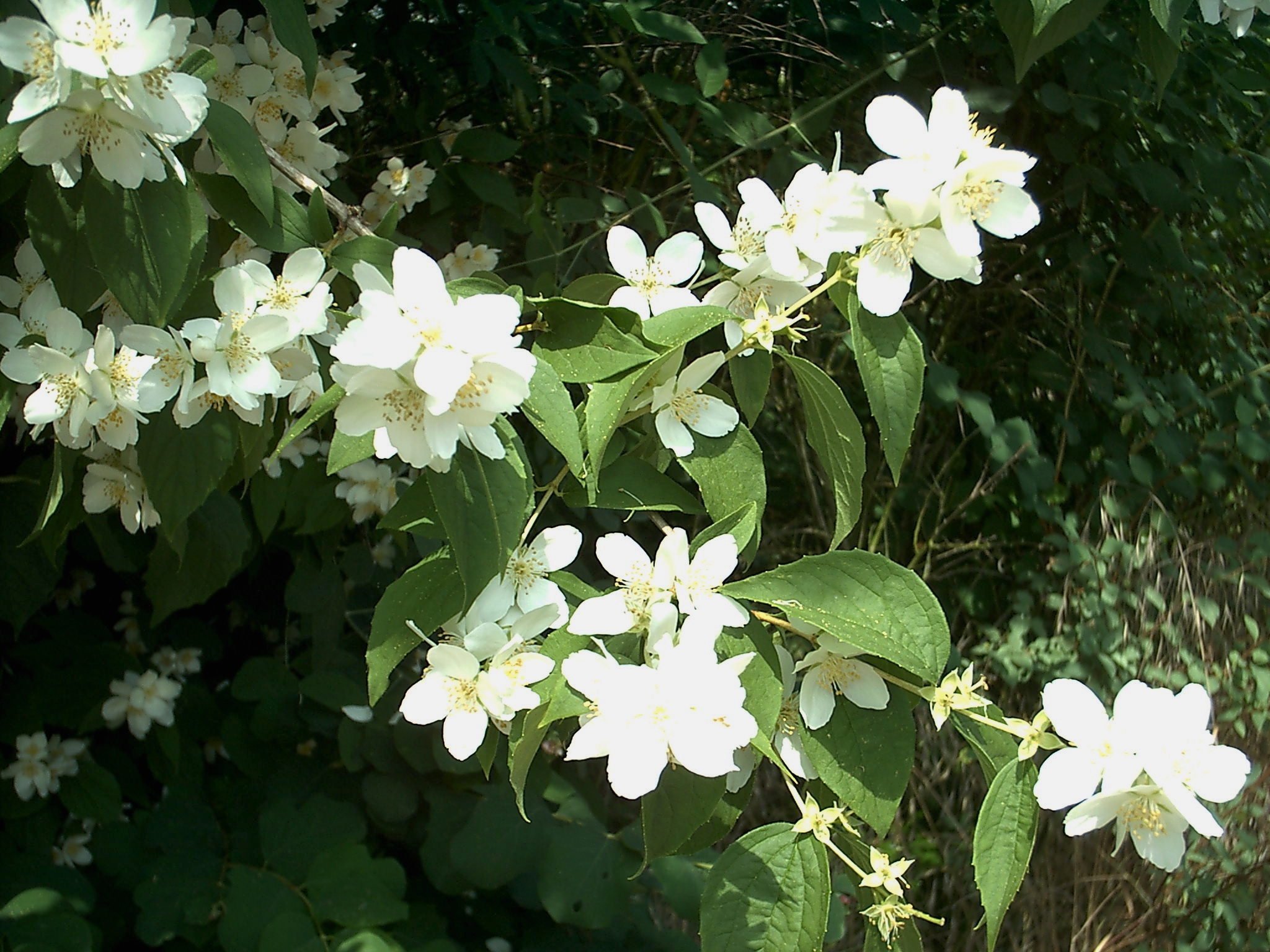 Mock Orange